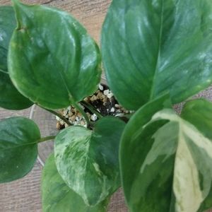 Manjula Pothos-Reverted?!? 9 oz pot